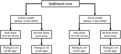 Selective isolation of Arctic marine actinobacteria and a down-scaled fermentation and extraction strategy for identifying bioactive compounds